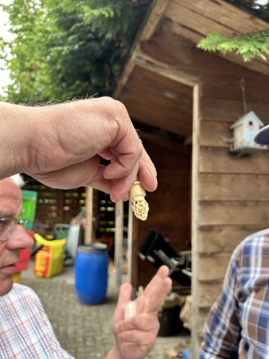 Verdeckelte Königinnenzelle