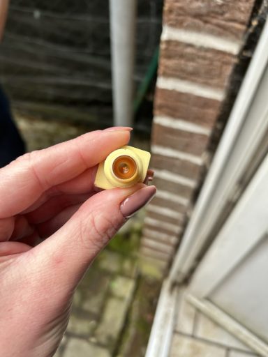 Larve im speziellen Weiselnäpfchen